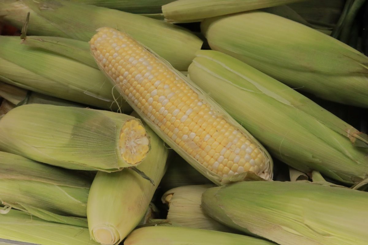 Corn in-stock at County Market on Saturday.