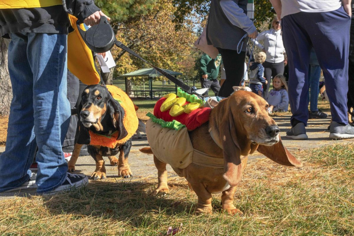 Two dogs ready to take on the judges make their way through Hessel Park for the dog Halloween costume contest on Oct. 26. 