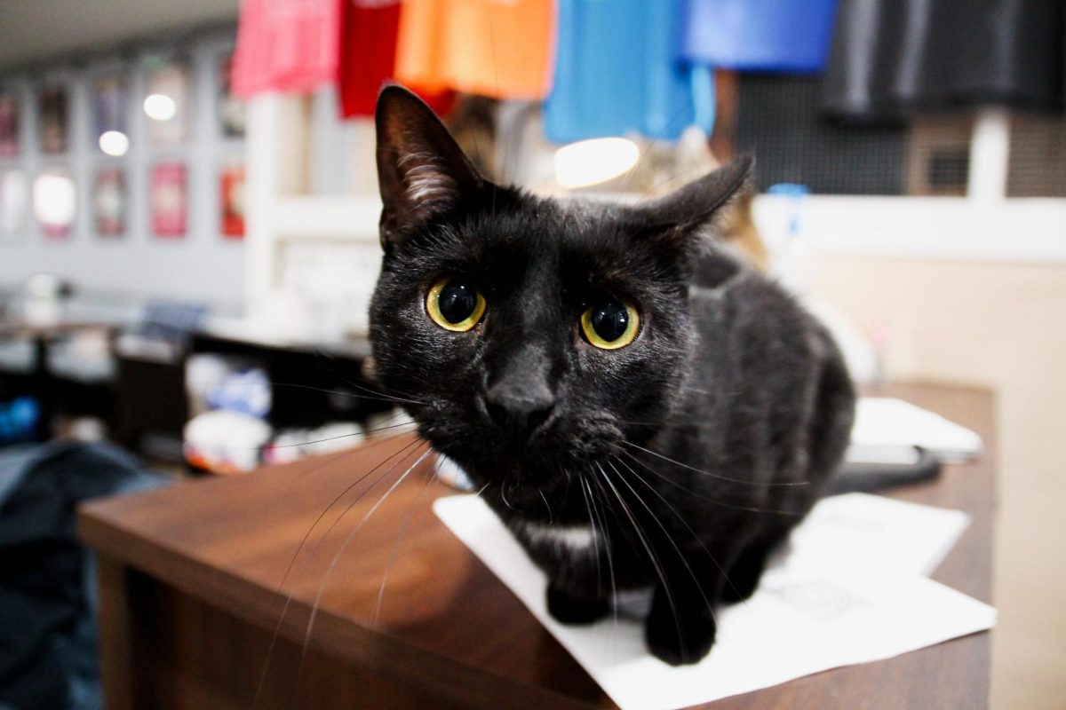 Sprite the cat greets new customers at The Kitty Crib on Dec. 14. Open since September 2024, the nonprofit cat lounge is operated by Moore's Rescue Ranch.