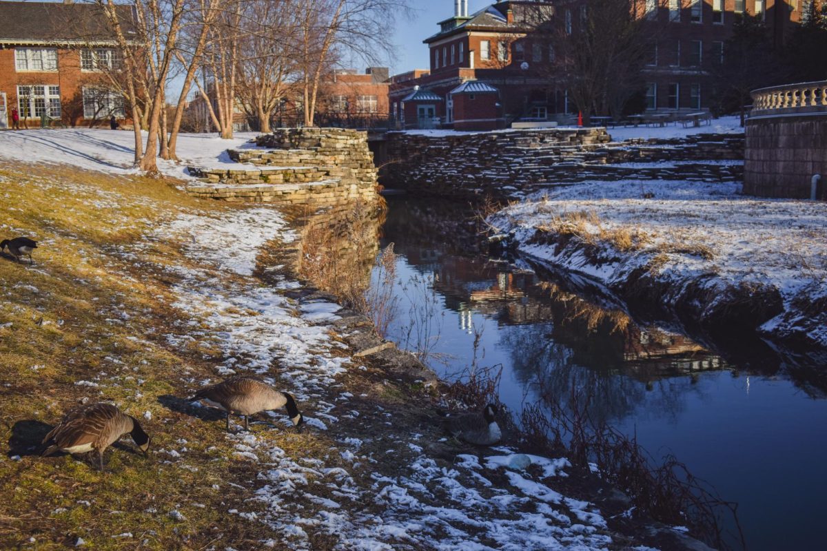 Two geese enjoy the view of Boneyard Creek on a snowy Feb. 14. Boneyard Creek passes through Bardeen Quad in the north half of campus.