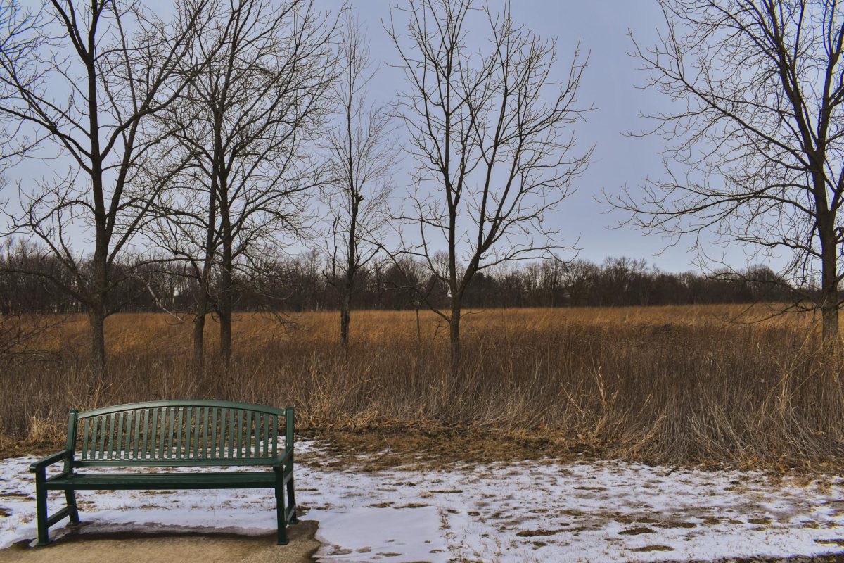The view along Meadowbrook park's 3 miles trail on Feb. 18. The park sits on S Race St. in Urbana..