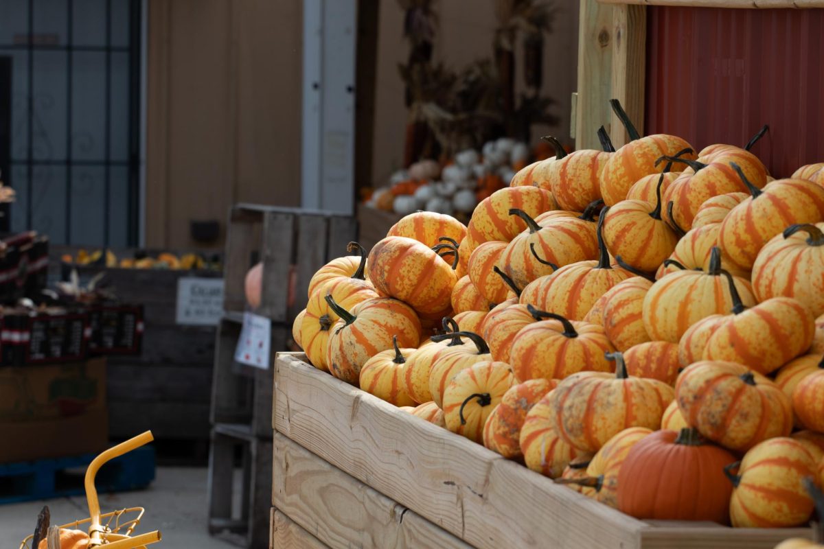 Sunlight hits a bin of blaze pumpkins at the Curtis Orchard and Pumpkin Patch on S. Duncan Road as it turns into County Road 900 E. on Feb. 23.