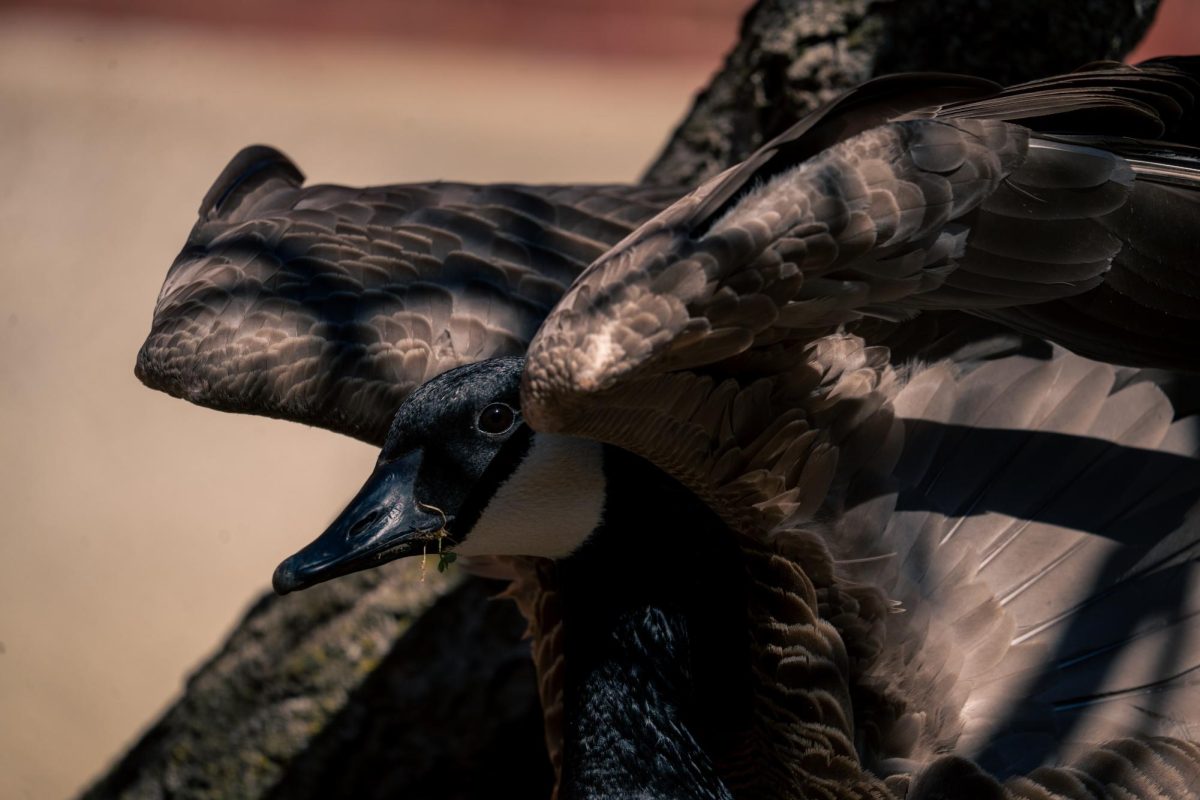 A Canada goose finds shade to rest in under the branches of a tree next to the Ceramics Building on April 24.