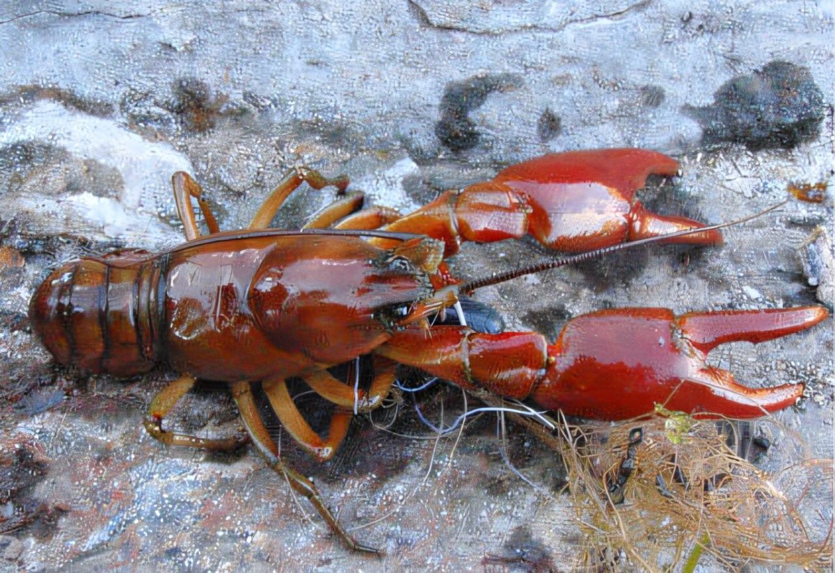 The Okanagan Crayfish pictured near North Central Washington Lake