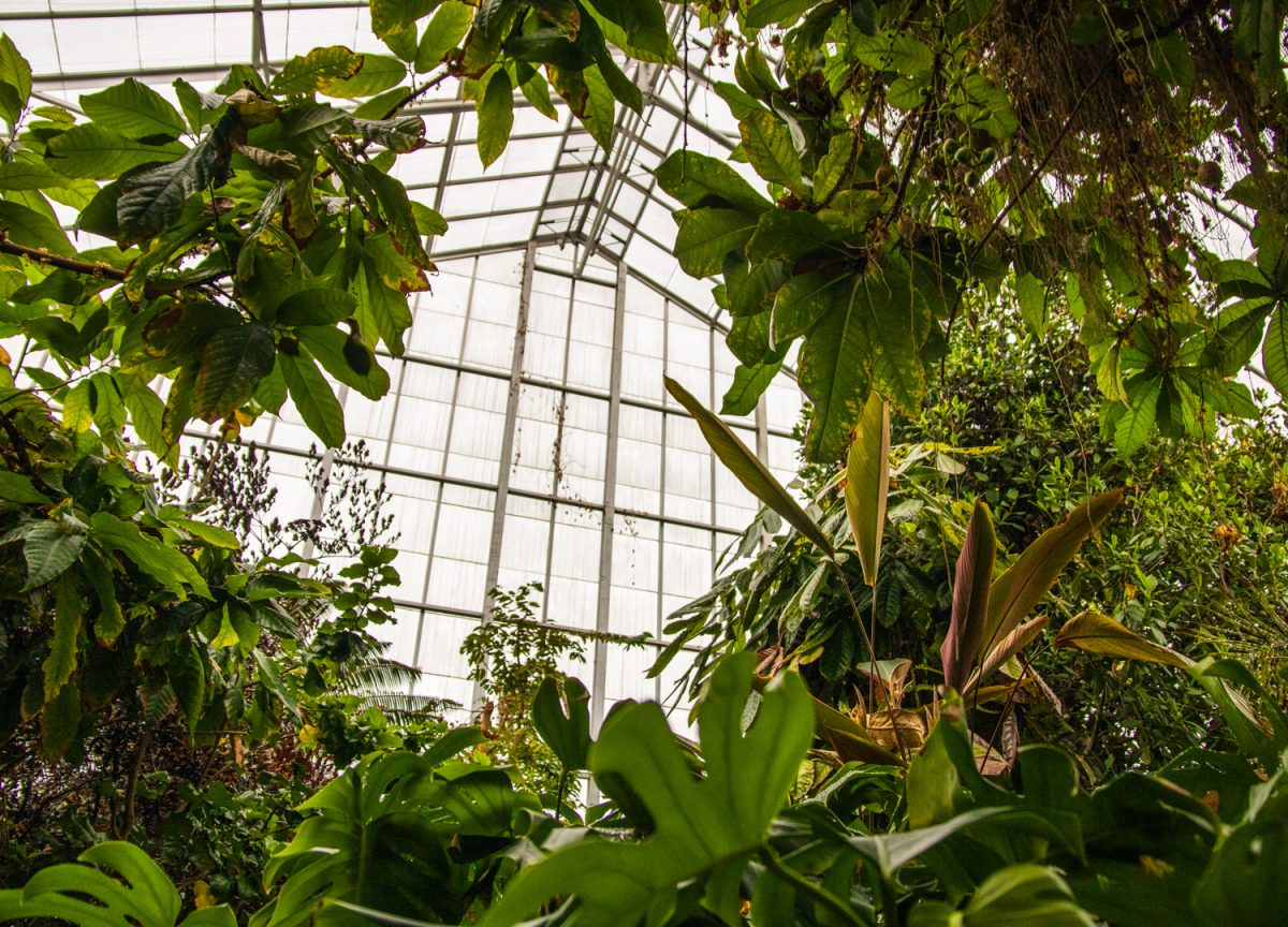 Large, tropical plants fill the conservatory at the Plant Biology Greenhouse in Urbana on June 21. The greenhouse is home to research and education on campus, but its conservatory and certain collections are open to the public.
