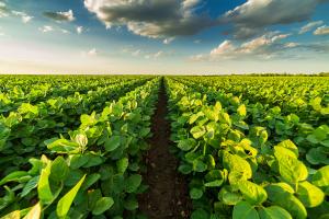 Soybean crops grow in a field at the Crop Science Research and Education Center, also known as the South Farms. Researchers in ACES are working towards incentivizing sustainable farming practices when growing crops like soybeans for biofuel production.  