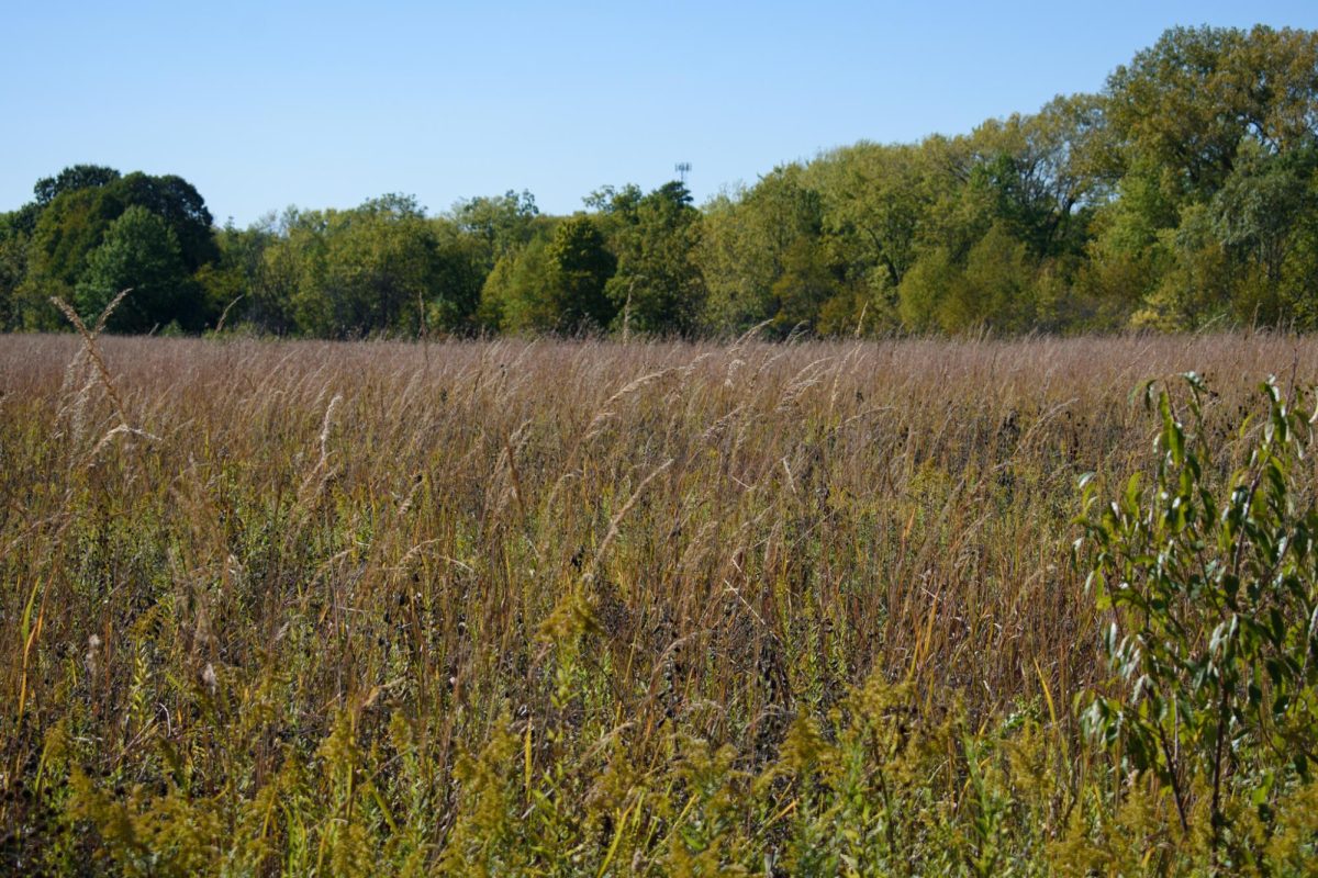 Meadowbrook Park on Race Street in Urbana is home to wildflowers, a playground, a sculpture park and restored prairie. These areas with large amounts of tall grasses and thick brush are also the habitat to native Illinois pests like ticks.