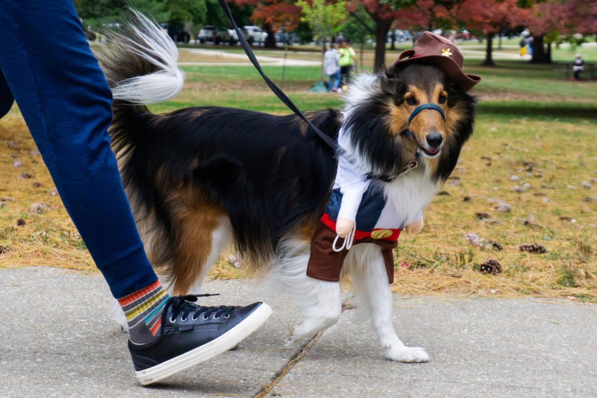 A dog dressed as a sheriff walks during the Halloween Puppy Parade on Oct. 25 at Hessel Park in Champaign. The event was attended by many families and pet owners.