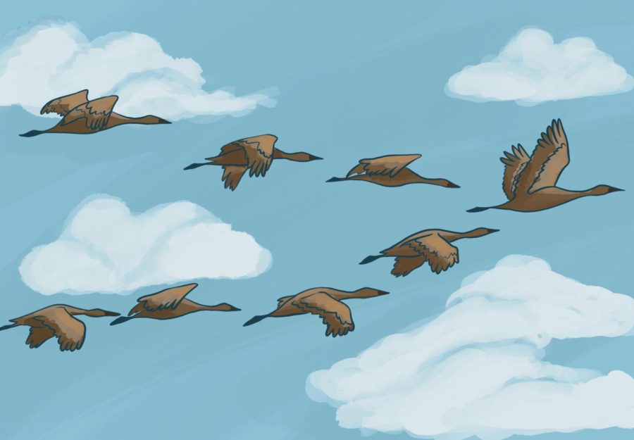 Students advocate for bird-friendly infrastructure