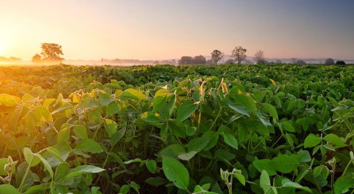 Field of soybeans. Illinois remains the nation’s top soybean producer despite global trade disruptions.