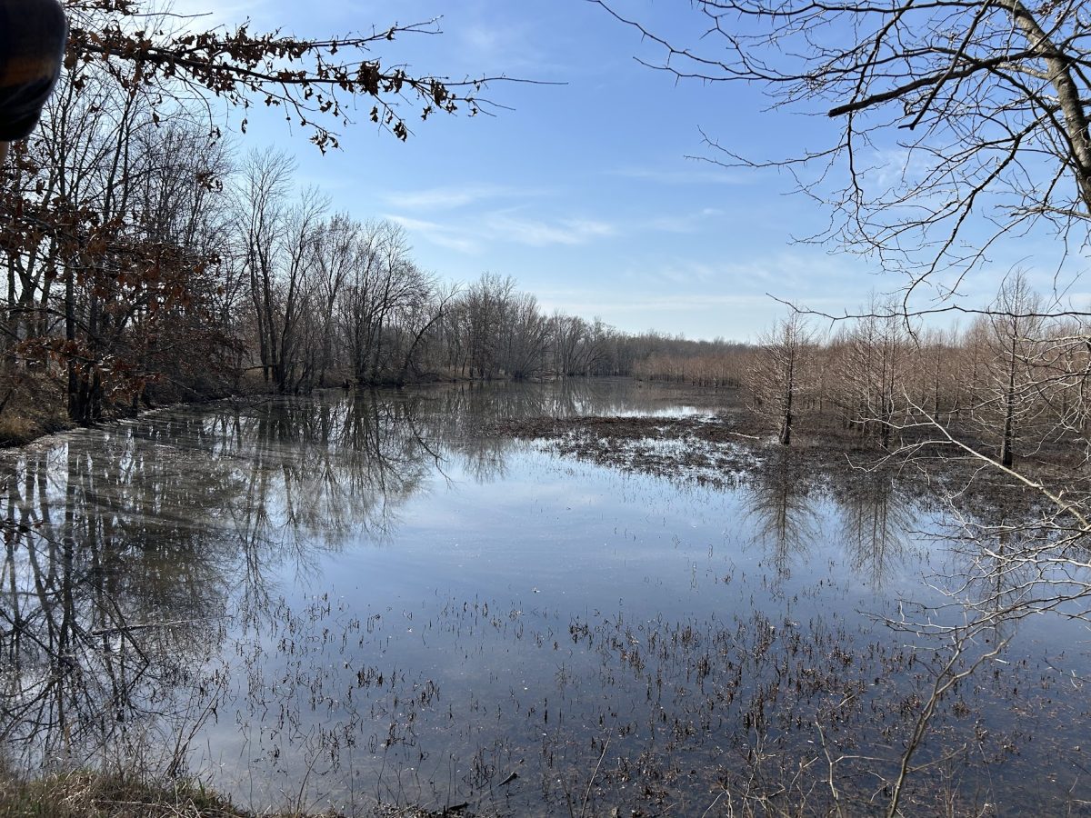 Bare trees stand under a clear sky at a wetland on an Agricultural Conservation Easement Program site in Illinois. University researchers found wetlands like these in the Mississippi River Basin can filter nitrogen runoff from bodies of water, saving thousands in filtration costs.