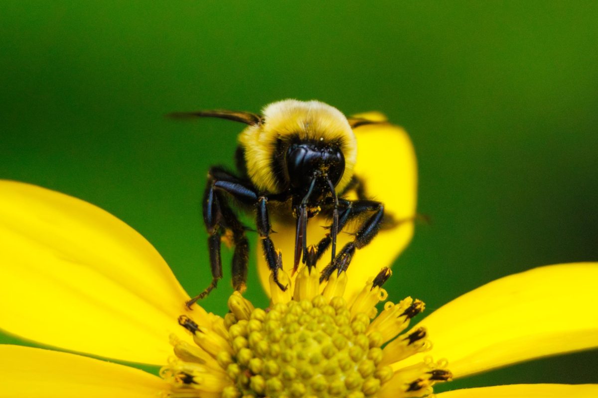 A bumblebee stands on a yellow flower on Aug. 18, 2024.