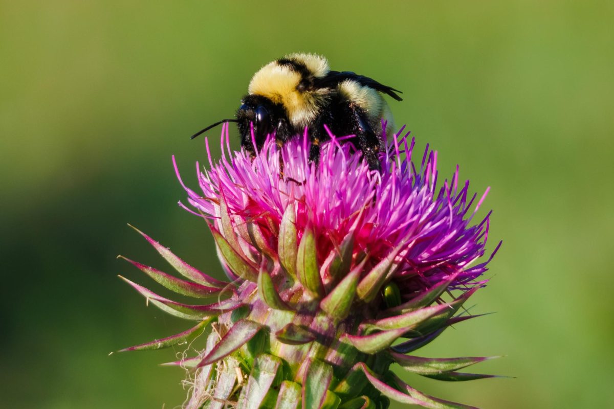 A bumblebee stands on pink flower. 