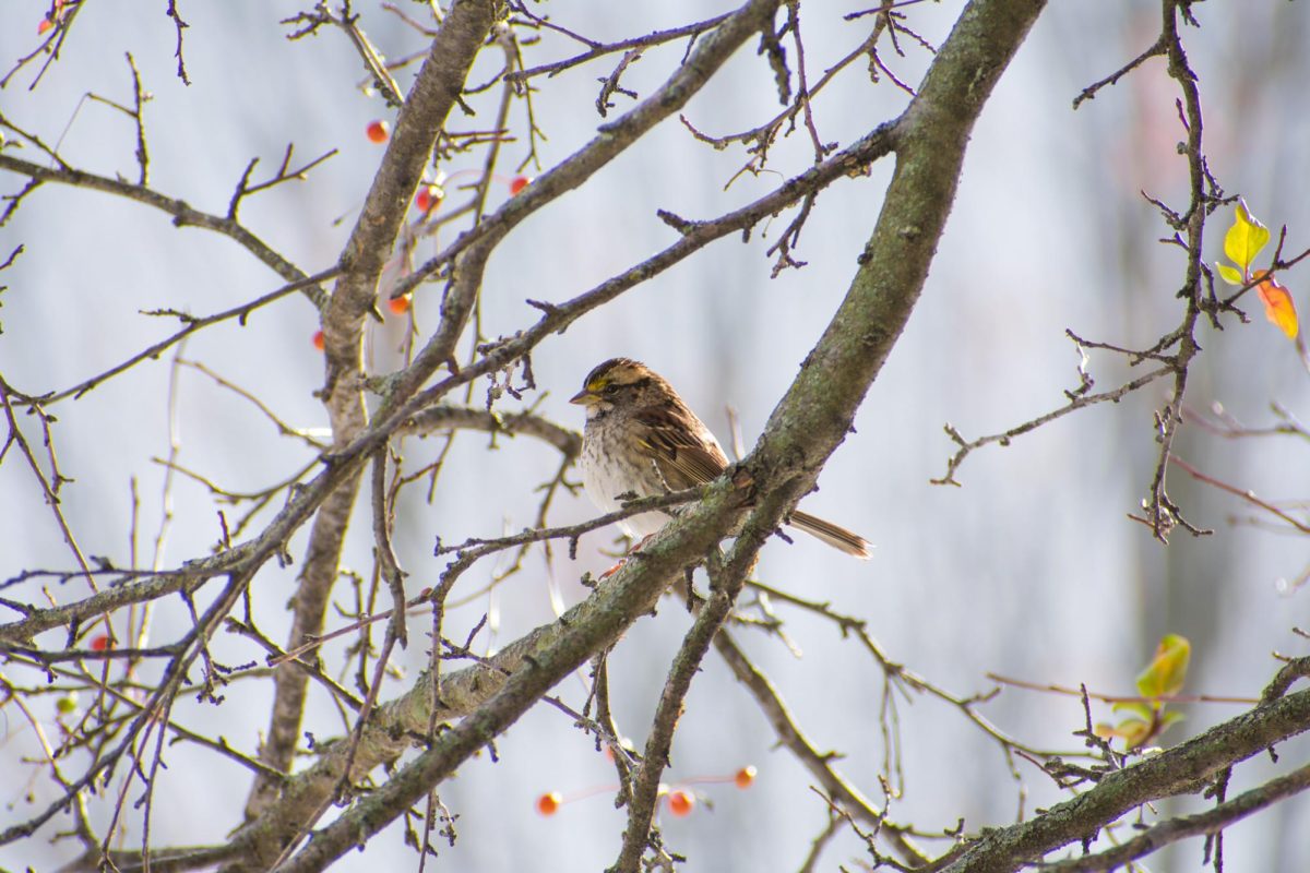 A white-throated sparrow perched in a barren tree. These sparrows winter in many states, including Illinois, after spending their breeding season in New England and central Canada.