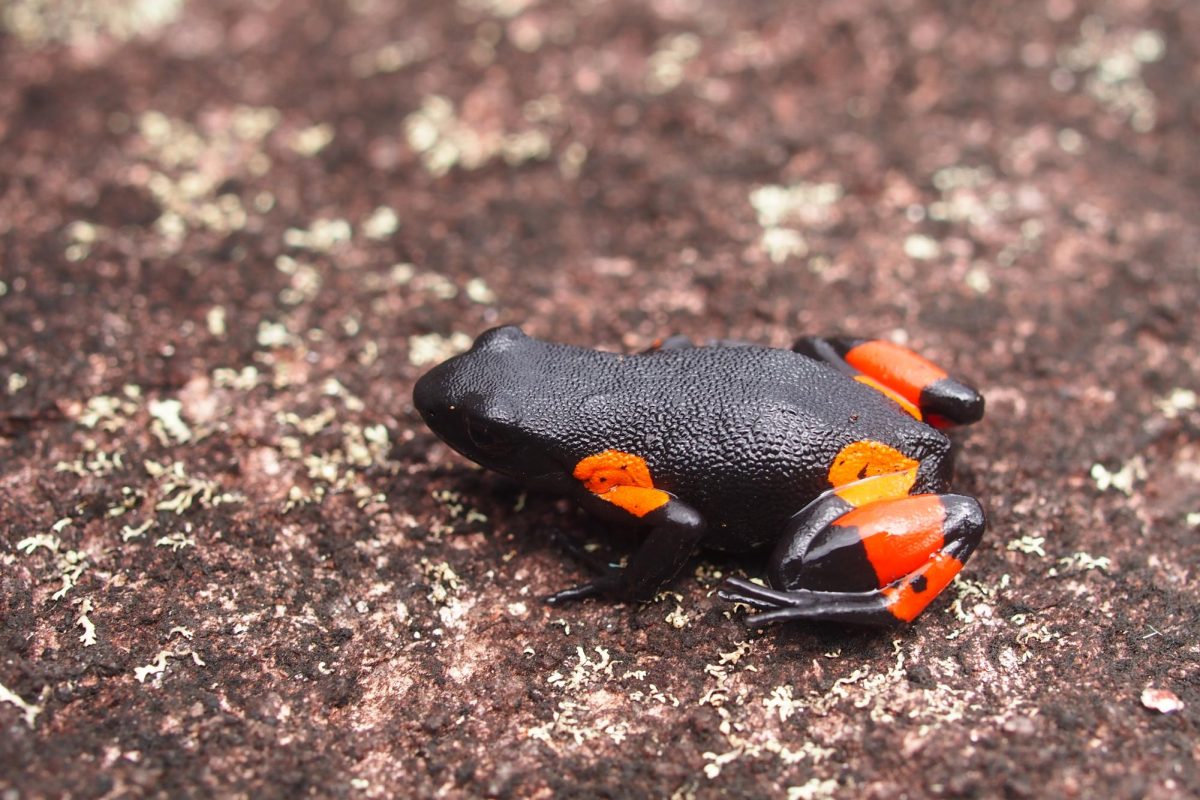 A Mantella cowanii, photographed during field work in Madagascar.