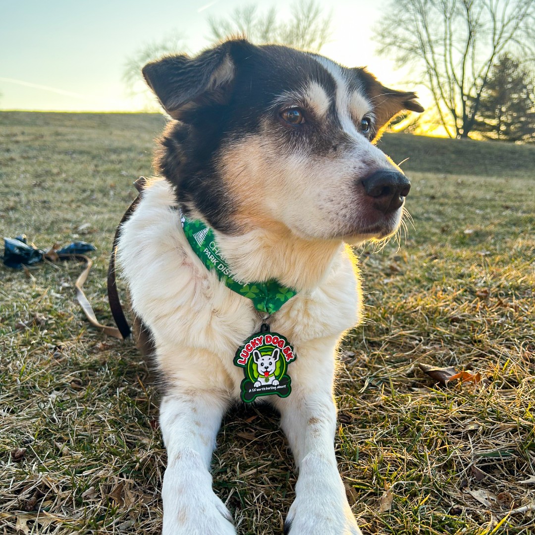 A dog wears a Lucky Dog 5k medallion in a Champaign Park District Instagram post. (Screenshot from @champaignparkdist// Instagram)