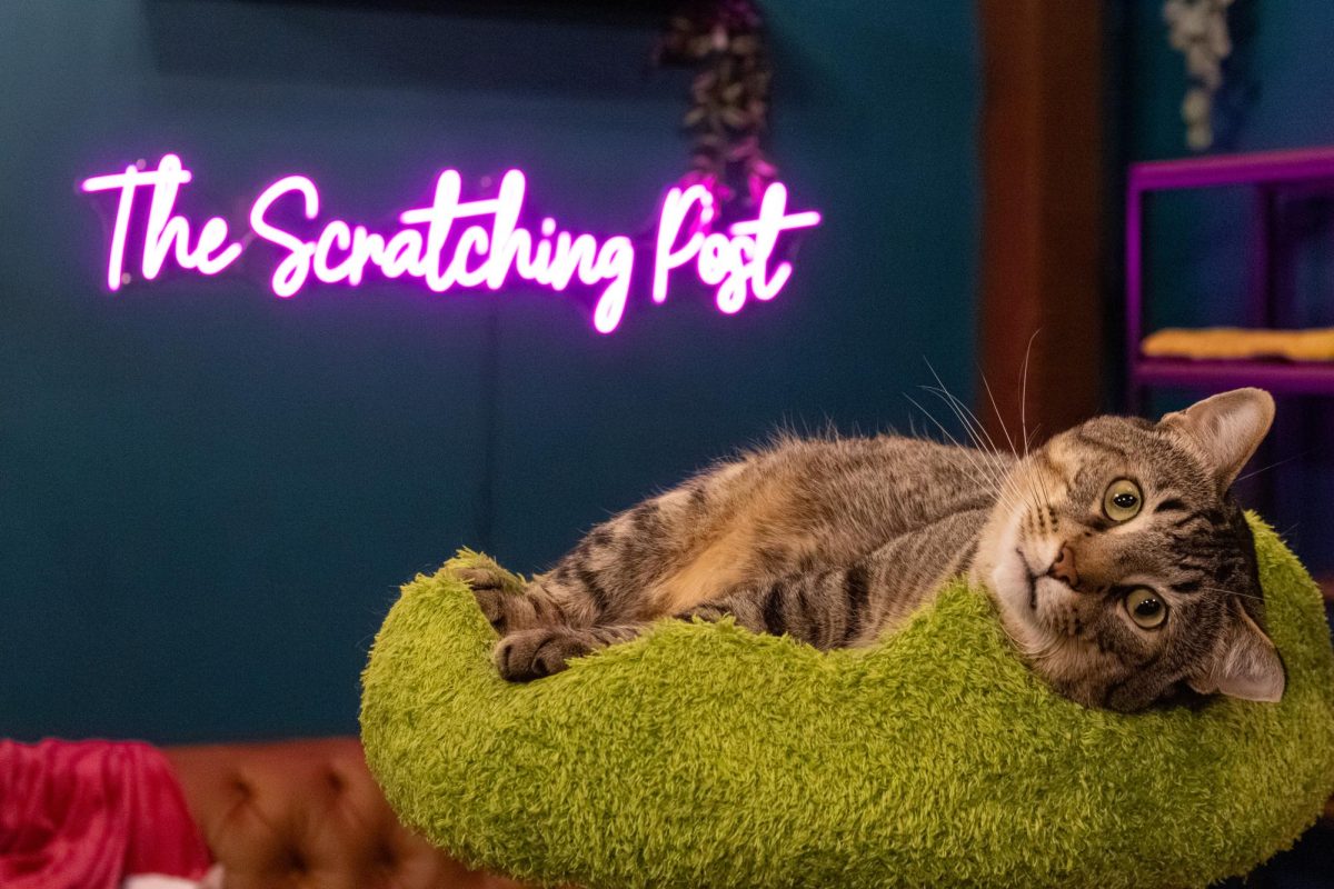 At The Scratching Post, a new cat cafe in Downtown Champaign, a cat finds a spot to relax inside of the cat lounge Feb. 19. Every cat at the cafe is available for adoption. 