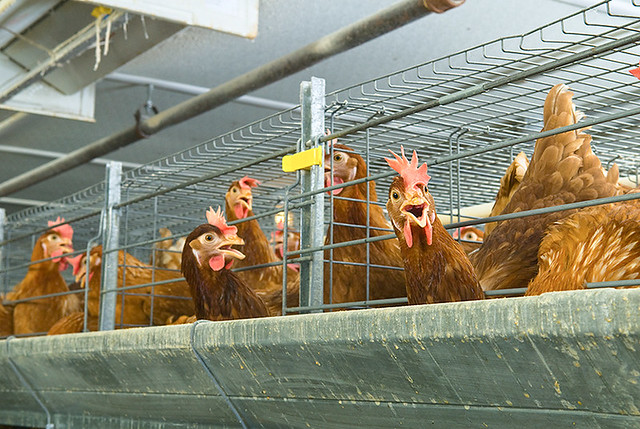 Avian influenza threatens University poultry farm