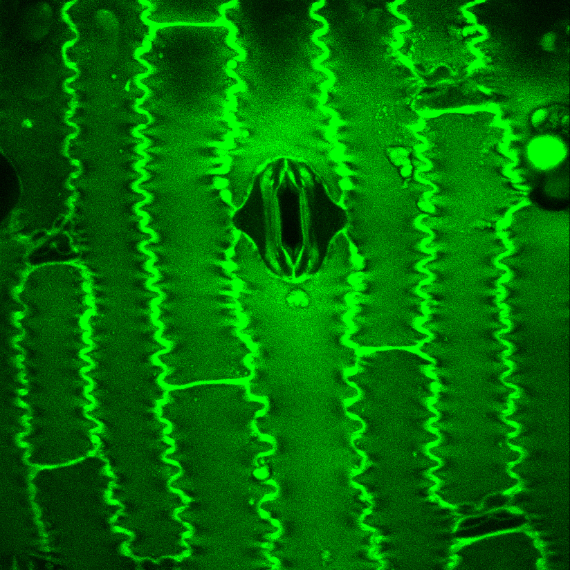A single corn (Zea mays) stoma captured at 50x magnification with a two-photon laser scanning confocal microscope while the leaf was manipulated inside a gas exchange system with high light and tightly controlled [CO2] and humidity conditions in the Institute for Genomic Biology Core Facilities in 2025.