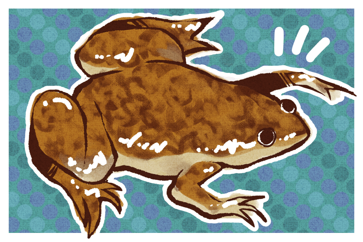 FrogWatch unites CU to monitor frogs, toads