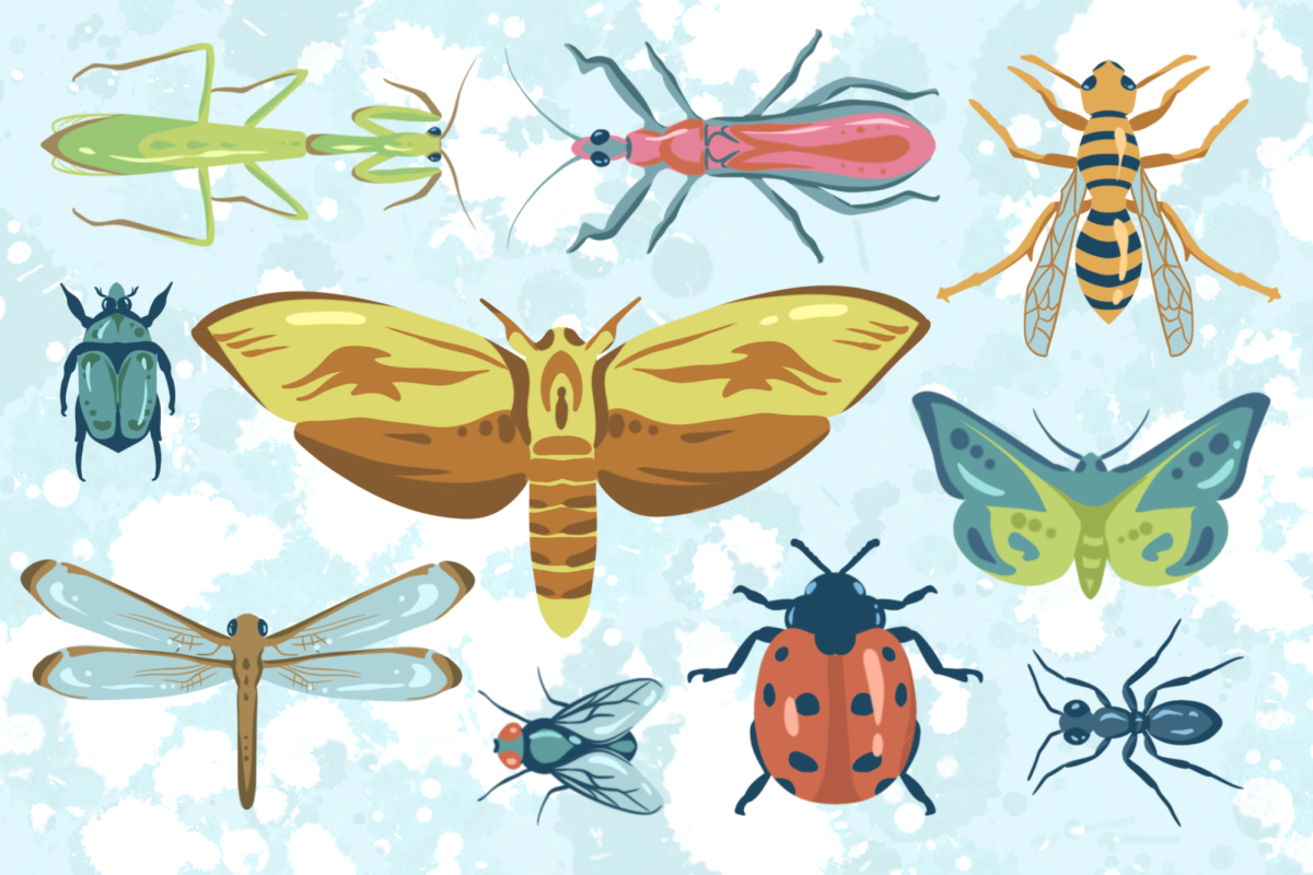 Club Insecta uncovers hidden world