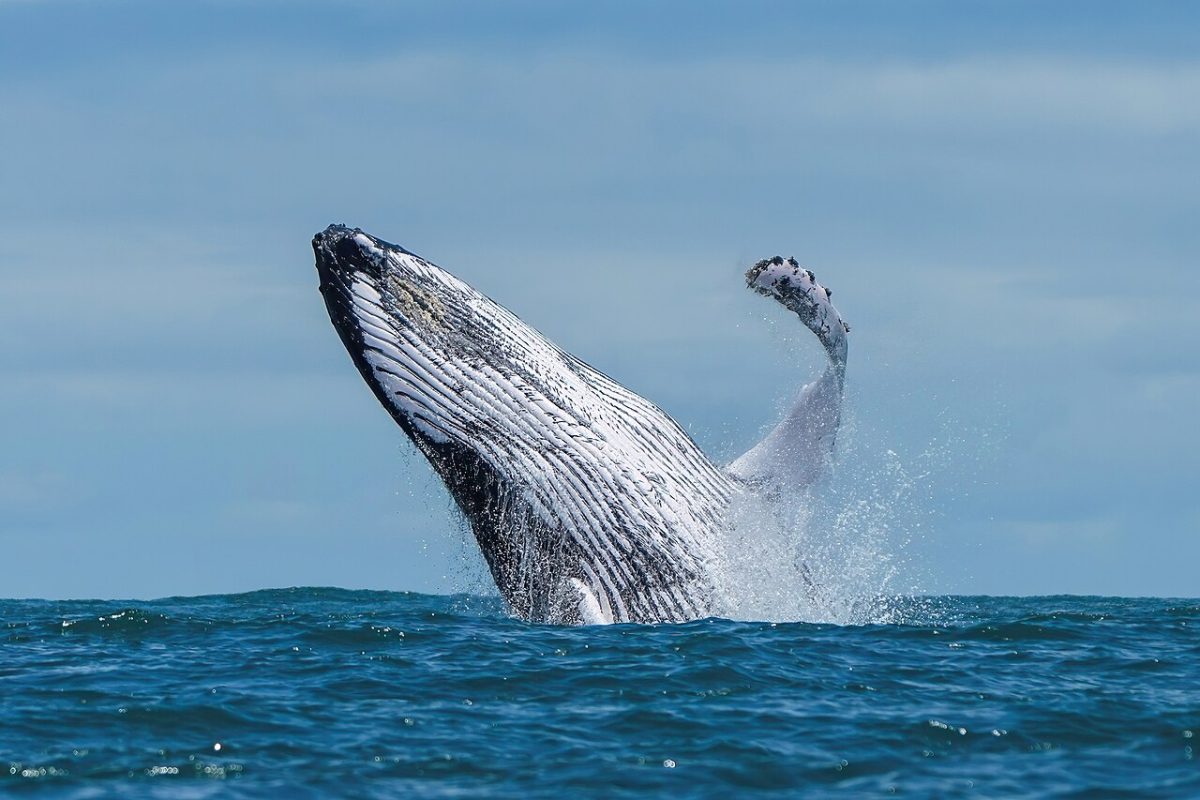 A humpback whale breaches in Ballena Marine National Park, Costa Rica on Aug, 5, 2024.